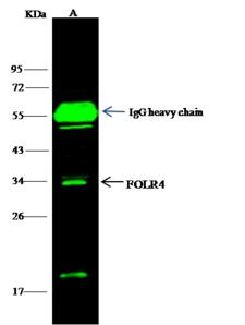 FR4 / Folate Receptor 4 Antibody - FOLR4 was immunoprecipitated using: Lane A: 0.5 mg Hela Whole Cell Lysate. 4 uL anti-FOLR4 rabbit polyclonal antibody and 15 ul of 50% Protein G agarose. Primary antibody: Anti-FOLR4 rabbit polyclonal antibody, at 1:100 dilution. Secondary antibody: Dylight 800-labeled antibody to rabbit IgG (H+L), at 1:5000 dilution. Developed using the odssey technique. Performed under reducing conditions. Predicted band size: 28 kDa. Observed band size: 34 kDa.