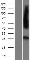 FR4 / Folate Receptor 4 Protein - Western validation with an anti-DDK antibody * L: Control HEK293 lysate R: Over-expression lysate