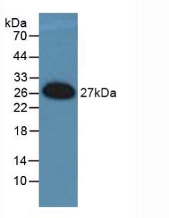 FRA-1 / FOSL1 Antibody - Western Blot; Sample: Recombinant FOSL1, Human.