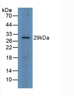 FRA-1 / FOSL1 Antibody - Western Blot; Sample: Rat Spleen Tissue.