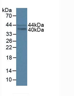 FRA-1 / FOSL1 Antibody - Western Blot; Sample: Lane1: Human K562 Cells; Lane2: Mouse Brain Tissue.
