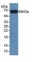 FRA-1 / FOSL1 Antibody - Western Blot; Sample: Recombinant FOSL1, Rat.