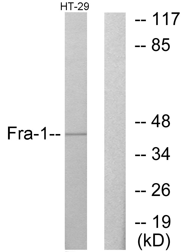 FRA-1 / FOSL1 Antibody - Western blot analysis of lysates from HT-29 cells, using Fra-1 Antibody. The lane on the right is blocked with the synthesized peptide.
