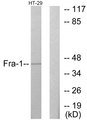 FRA-1 / FOSL1 Antibody - Western blot analysis of lysates from HT-29 cells, using Fra-1 Antibody. The lane on the right is blocked with the synthesized peptide.