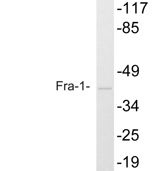 FRA-1 / FOSL1 Antibody - Western blot of Fra-1 (D134) pAb in extracts from HT29 cells.