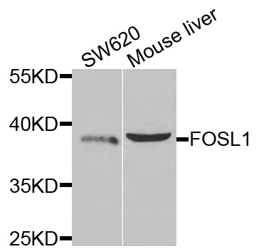 FRA-1 / FOSL1 Antibody - Western blot analysis of extracts of various cells.