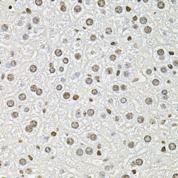 FRA-1 / FOSL1 Antibody - Immunohistochemistry of paraffin-embedded mouse liver tissue.