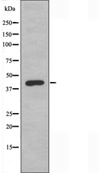 FRA-1 / FOSL1 Antibody - Western blot analysis of extracts of HT29 cells using Fra-1 antibody.