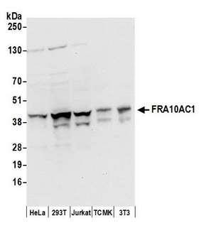 FRA10AC1 Antibody - Detection of human and mouse FRA10AC1 by western blot. Samples: Whole cell lysate (50 µg) from HeLa, HEK293T, Jurkat, mouse TCMK-1, and mouse NIH 3T3 cells prepared using NETN lysis buffer. Antibodies: Affinity purified rabbit anti-FRA10AC1 antibody used for WB at 0.4 µg/ml. Detection: Chemiluminescence with an exposure time of 10 seconds.