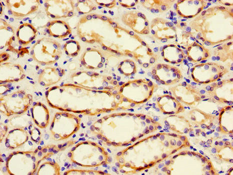 FRA9F Antibody - Immunohistochemistry of paraffin-embedded human renal tissue using PGAP2 Antibody at dilution of 1:100