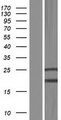 FRA9F Protein - Western validation with an anti-DDK antibody * L: Control HEK293 lysate R: Over-expression lysate