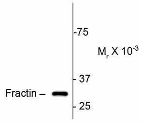 Fractin Antibody - Western Blot of Fractin antibody. Western blot of colchicine treated Sy5y cell lysate showing specific immunolabeling of ~ 32k cleaved actin fragment (fractin)