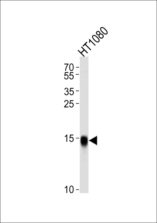 Fragilis / IFITM3 Antibody - Western blot of lysate from HT1080 cell line,using IFITM3 Antibody. Antibody was diluted at 1:1000 at each lane. A goat anti-rabbit IgG H&L (HRP) at 1:5000 dilution was used as the secondary antibody.Lysate at 35ug per lane.