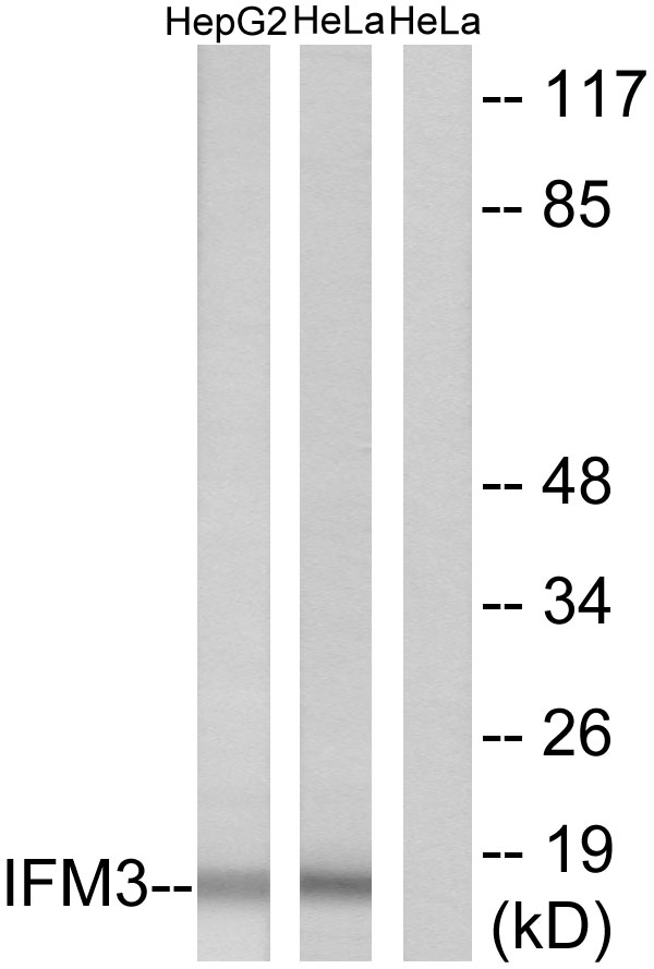 Fragilis / IFITM3 Antibody - Western blot analysis of lysates from HepG2 and HeLa cells, using IFM3 Antibody. The lane on the right is blocked with the synthesized peptide.