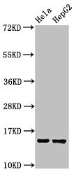 Fragilis / IFITM3 Antibody - Positive Western Blot detected in Hela whole cell lysate, HepG2 whole cell lysate. All lanes: IFITM3 antibody at 2.5 µg/ml Secondary Goat polyclonal to rabbit IgG at 1/50000 dilution. Predicted band size: 15 KDa. Observed band size: 15 KDa