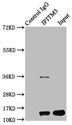 Fragilis / IFITM3 Antibody - Immunoprecipitating IFITM3 in HepG2 whole cell lysate Lane 1: Rabbit control IgG instead of IFITM3 Antibody in HepG2 whole cell lysate.For western blotting, a HRP-conjugated Protein G antibody was used as the secondary antibody (1/2000) Lane 2: IFITM3 Antibody (6µg) + HepG2 whole cell lysate (500µg) Lane 3: HepG2 whole cell lysate (20µg)