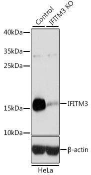 Fragilis / IFITM3 Antibody - Western blot analysis of extracts from normal (control) and IFITM3 knockout (KO) HeLa cells, using IFITM3 antibody at 1:3000 dilution. The secondary antibody used was an HRP Goat Anti-Rabbit IgG (H+L) at 1:10000 dilution. Lysates were loaded 25ug per lane and 3% nonfat dry milk in TBST was used for blocking. An ECL Kit was used for detection and the exposure time was 1s.