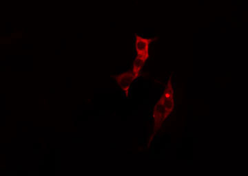 Fragilis / IFITM3 Antibody - Staining HepG2 cells by IF/ICC. The samples were fixed with PFA and permeabilized in 0.1% Triton X-100, then blocked in 10% serum for 45 min at 25°C. The primary antibody was diluted at 1:200 and incubated with the sample for 1 hour at 37°C. An Alexa Fluor 594 conjugated goat anti-rabbit IgG (H+L) antibody, diluted at 1/600, was used as secondary antibody.
