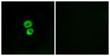 Fragilis / IFITM3 Antibody - Peptide - + Immunofluorescence analysis of MCF-7 cells, using IFM3 antibody.