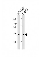 Fragilis / IFITM3 Antibody - All lanes: Anti-Fragilis (IFITM3) Antibody (N-term) at 1:4000 dilution Lane 1: NCI-H460 whole cell lysate Lane 2: HepG2 whole cell lysate Lysates/proteins at 20 µg per lane. Secondary Goat Anti-mouse IgG, (H+L), Peroxidase conjugated at 1/10000 dilution. Predicted band size: 15 kDa Blocking/Dilution buffer: 5% NFDM/TBST.