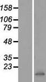 Fragilis / IFITM3 Protein - Western validation with an anti-DDK antibody * L: Control HEK293 lysate R: Over-expression lysate