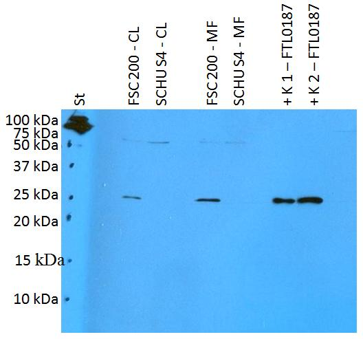 Francisella tularensis FTL0187 Antibody - Western blotting analysis of polyclonal anti-Francisella tularensis subsp. holarctica antigen FTL0187.  St: Mw marker  FSC200-CL: 10 µg of F. tularensis ssp. holarctica FSC200 cell lysate  SCHUS4-CL: 10 µg of F. tularensis ssp. tularensis SCHU S4 cell lysate  FSC200-MF: 10 µg of F. tularensis ssp. holarctica FSC200 membrane fraction  SCHUS4-CL: 10 µg of F. tularensis ssp. tularensis SCHU S4 membrane fraction  K1: 50 ng of FTL0187 recombinant protein  K2: 125 ng of FTL0187 recombinant protein