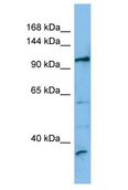 FRBZ1 / ZBTB41 Antibody - FRBZ1 / ZBTB41 antibody Western Blot of THP-1. Antibody dilution: 1 ug/ml.  This image was taken for the unconjugated form of this product. Other forms have not been tested.