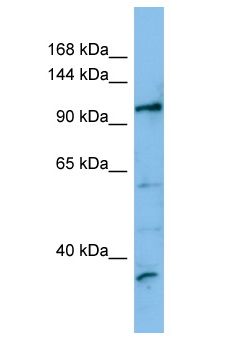 FRBZ1 / ZBTB41 Antibody - FRBZ1 / ZBTB41 antibody Western Blot of THP-1. Antibody dilution: 1 ug/ml.  This image was taken for the unconjugated form of this product. Other forms have not been tested.