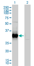 FRG1 Antibody - Western Blot analysis of FRG1 expression in transfected 293T cell line by FRG1 monoclonal antibody (M01), clone 4A5.Lane 1: FRG1 transfected lysate(29 KDa).Lane 2: Non-transfected lysate.