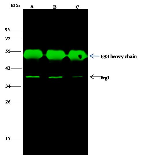 FRG1 Antibody - Frg1 was immunoprecipitated using: Lane A: 0.5 mg Jurkat Whole Cell Lysate. Lane B: 0.5 mg Hela Whole Cell Lysate. Lane C:0.5 mg A549 Whole Cell Lysate. 2 uL anti-Frg1 rabbit polyclonal antibody and 15 ul of 50% Protein G agarose. Primary antibody: Anti-Frg1 rabbit polyclonal antibody, at 1:100 dilution. Secondary antibody: Dylight 800-labeled antibody to rabbit IgG (H+L), at 1:5000 dilution. Developed using the odssey technique. Performed under reducing conditions. Predicted band size: 28 kDa. Observed band size: 38 kDa.