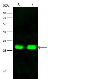 FRG1 Antibody - Anti-Frg1 rabbit polyclonal antibody at 1:500 dilution. Lane A: HeLa Whole Cell Lysate. Lane B: Jurkat Whole Cell Lysate. Lysates/proteins at 30 ug per lane. Secondary: Goat Anti-Rabbit IgG (H&L) /Dylight 800 at 1/10000 dilution. Developed using the Odyssey technique. Performed under reducing conditions. Predicted band size: 29 kDa. Observed band size: 29 kDa.
