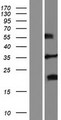 FRG2 Protein - Western validation with an anti-DDK antibody * L: Control HEK293 lysate R: Over-expression lysate