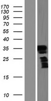 FRG2B Protein - Western validation with an anti-DDK antibody * L: Control HEK293 lysate R: Over-expression lysate
