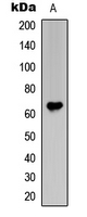 Frizzled 1+2+7 Antibody - Western blot analysis of Frizzled 1/2/7 expression in HeLa (A) whole cell lysates.