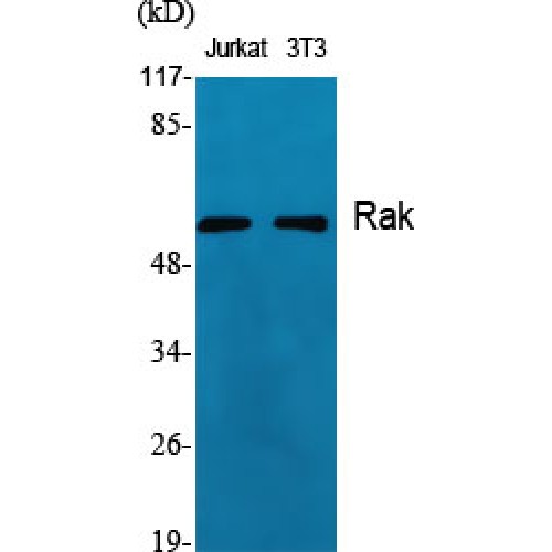 FRK Antibody - Western blot of Rak antibody