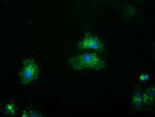 FRK Antibody - Anti-FRK mouse monoclonal antibody immunofluorescent staining of COS7 cells transiently transfected by pCMV6-ENTRY FRK.