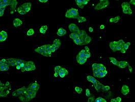 FRK Antibody - Immunofluorescent staining of HepG2 cells using anti-FRK mouse monoclonal antibody.