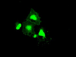 FRK Antibody - Anti-FRK mouse monoclonal antibody  immunofluorescent staining of COS7 cells transiently transfected by pCMV6-ENTRY FRK.