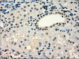 FRK Antibody - IHC of paraffin-embedded Kidney tissue using anti-FRK mouse monoclonal antibody. (Dilution 1:50).