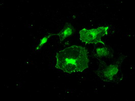 FRK Antibody - Anti-FRK mouse monoclonal antibody  immunofluorescent staining of COS7 cells transiently transfected by pCMV6-ENTRY FRK.