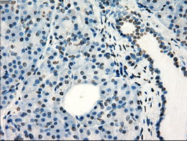 FRK Antibody - IHC of paraffin-embedded pancreas tissue using anti-FRK mouse monoclonal antibody. (Dilution 1:50).