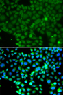 FRK Antibody - Immunofluorescence analysis of A549 cells.