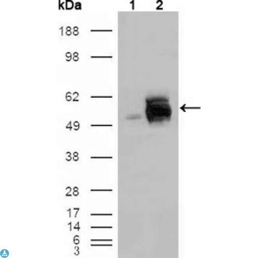FRK Antibody - Western Blot (WB) analysis using Rak Monoclonal Antibody against HEK293T cells transfected with the pCMV6-ENTRY control (1) and pCMV6-ENTRY Rak cDNA (2).