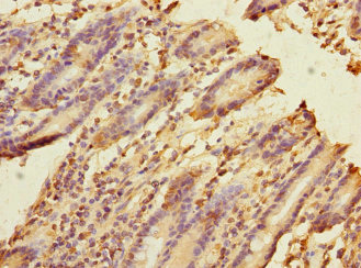 FRMD6 Antibody - Immunohistochemistry of paraffin-embedded human duodenal tissue at dilution 1:100