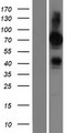 FRMD6 Protein - Western validation with an anti-DDK antibody * L: Control HEK293 lysate R: Over-expression lysate