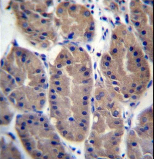 FRMD7 Antibody - FRMD7 Antibody immunohistochemistry of formalin-fixed and paraffin-embedded human stomach tissue followed by peroxidase-conjugated secondary antibody and DAB staining.