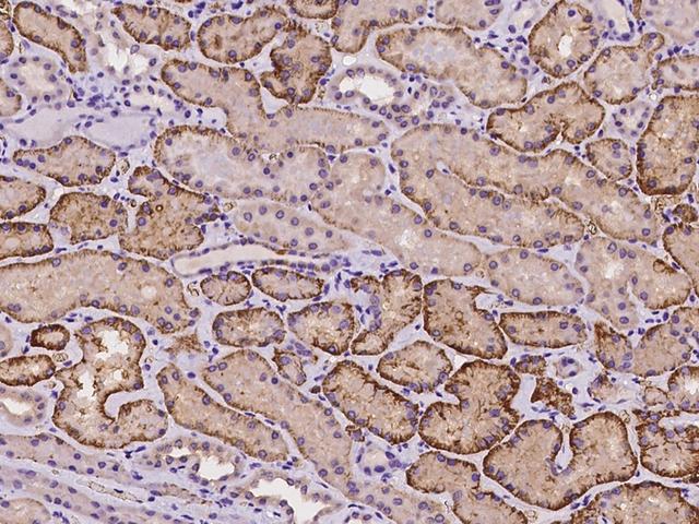 FRMD7 Antibody - Immunochemical staining of human FRMD7 in human kidney with rabbit polyclonal antibody at 1:100 dilution, formalin-fixed paraffin embedded sections.