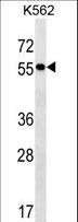 FRMD8 Antibody - FRMD8 Antibody western blot of K562 cell line lysates (35 ug/lane). The FRMD8 antibody detected the FRMD8 protein (arrow).
