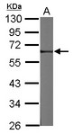 FRMD8 Antibody - Sample (30 ug of whole cell lysate) A: NIH-3T3 10% SDS PAGE FRMD8 antibody diluted at 1:500