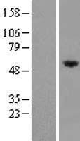 FRMD8 Protein - Western validation with an anti-DDK antibody * L: Control HEK293 lysate R: Over-expression lysate